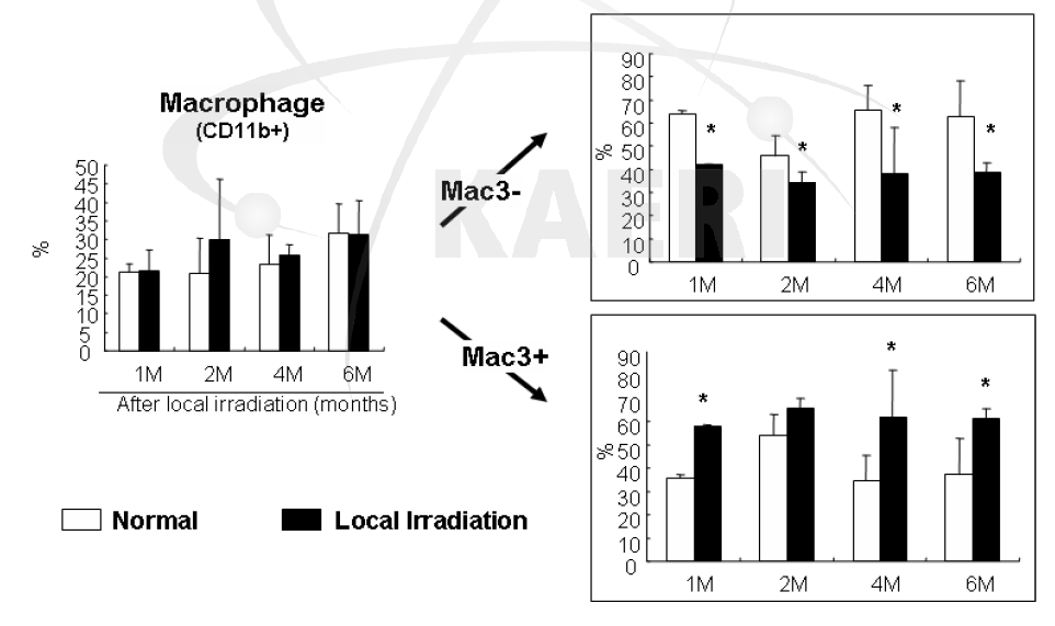 방사선 조사 후 경과 기간별 폐 조직 내 유입된 Mac-3positive macrophage와 M ac-3 negative macrophage 분석