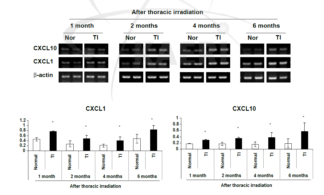 흉부 방사선 조사 후 경과 기간별 폐 조직내 발현되는 CXCL1과 CX CL10의 mRNA 발현 비교 검증. n=5∼6마리.