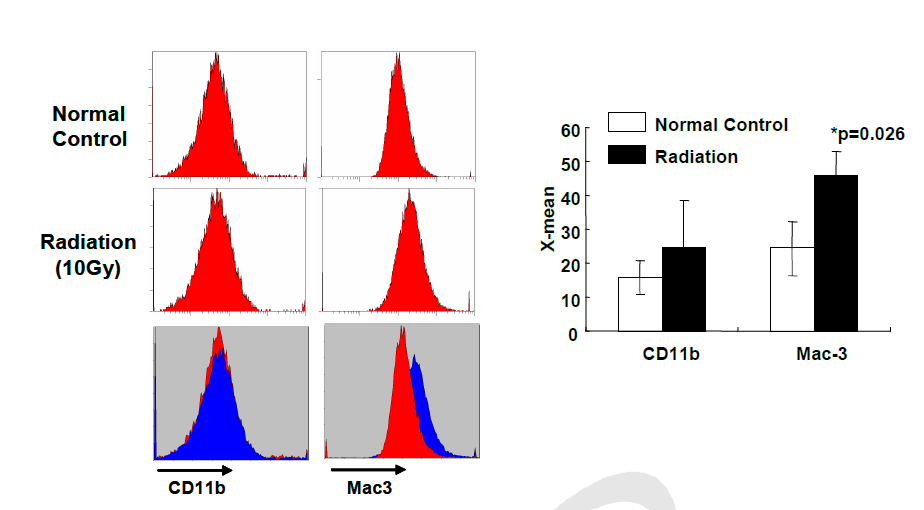 대식세포주 MH-S에 방사선 조사 후 Mac-3와 CD11b 발현 변화 비교.
