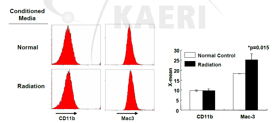 방사선 조사된 섬유아세포주의 conditioned media에 의한 대식세포주 M H-S의 M ac-3와 CD11b 발현 변화 비교.