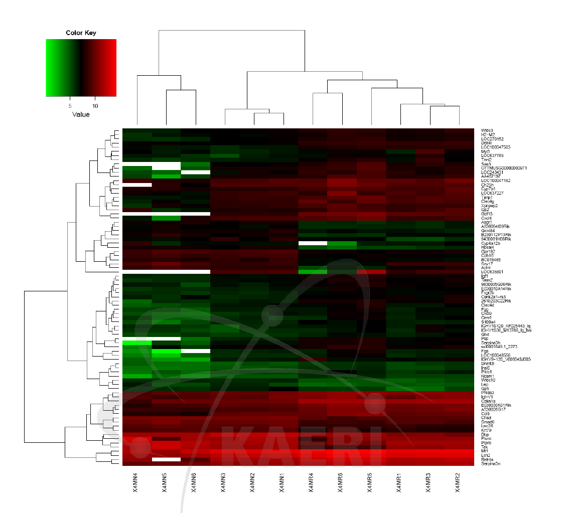 흉부 방사선 조사 후 2개월째 폐 기관지내 발현하는 mRNA profile, heat map. n=6마리