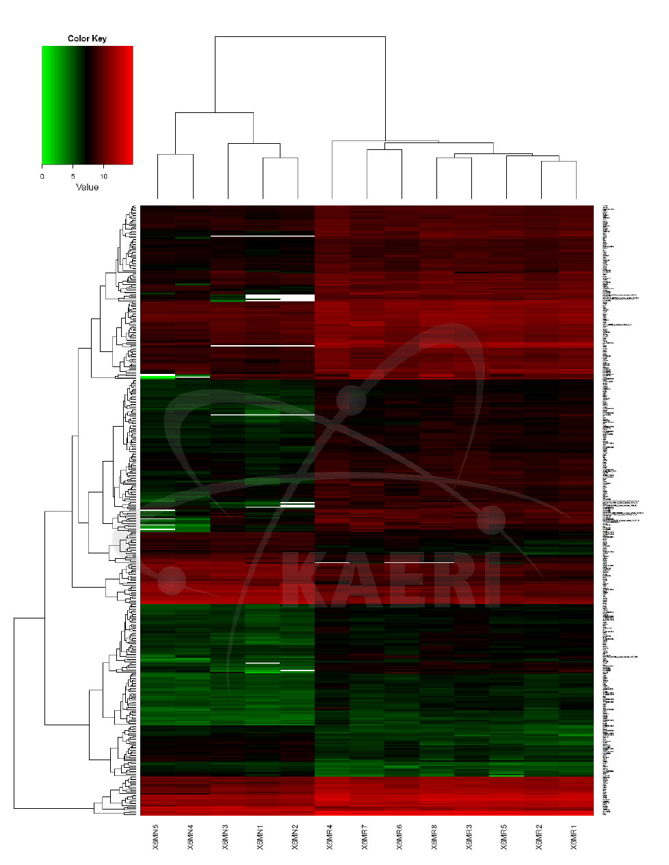 흉부 방사선 조사 후 4개월째 폐 기관지내 발현하는 mRNA profile, heat map.