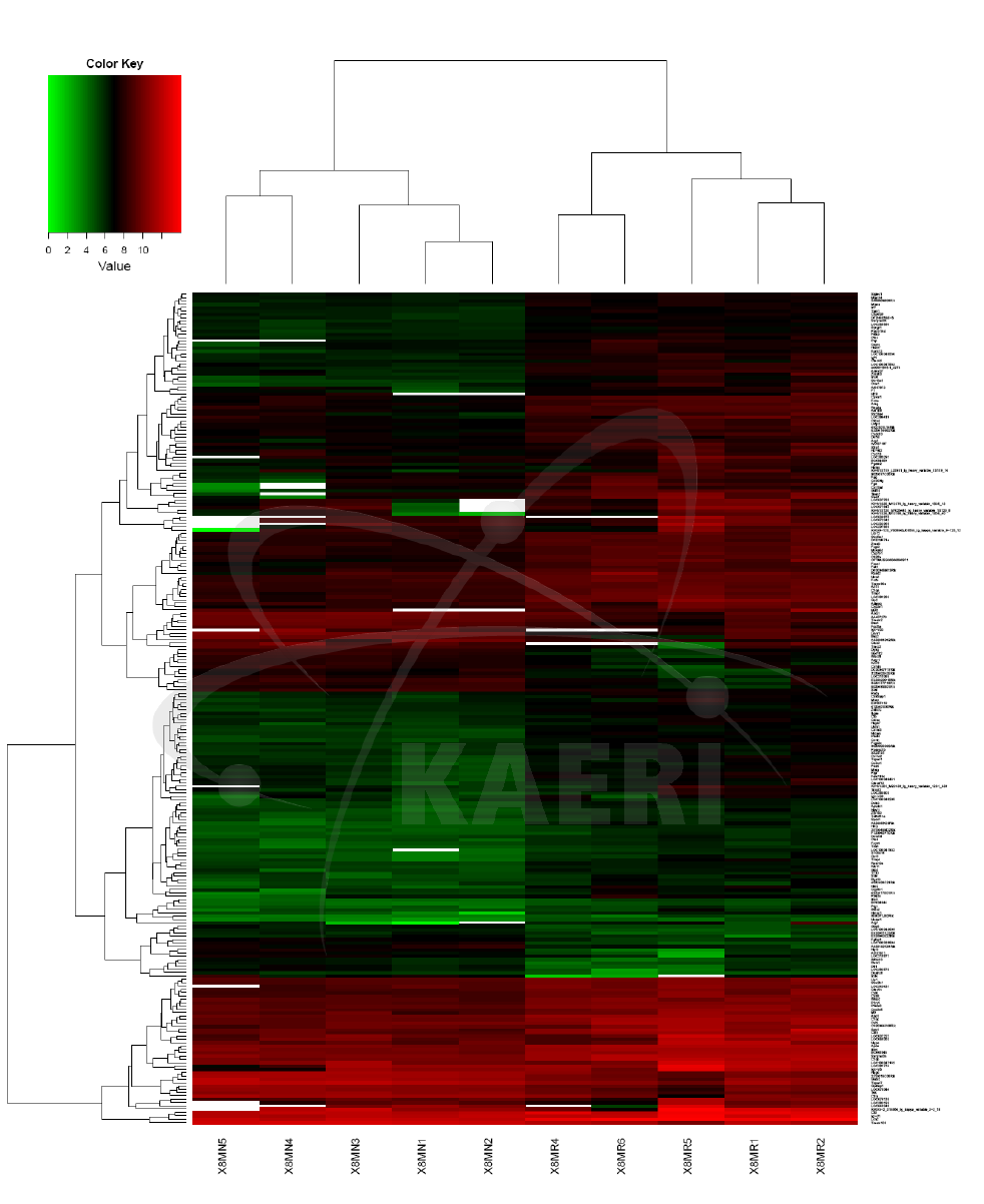 흉부 방사선 조사 후 6개월째 폐 기관지내 발현하는 mRNA profile, heat map.