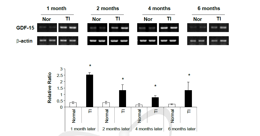 흉부 방사선 조사 후 기간별 폐 조직내 GDF-15 mRNA 발현검증. n=5∼6마리