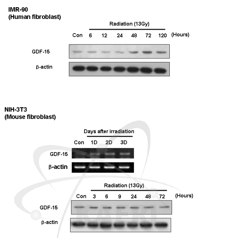 인간 섬유아세포 (IMR-90)과 생쥐 섬유아세포(NIH-3T3)에 방사선 조사 후 GDF-15 mRNA 및 단백질 발현 변화 분석.