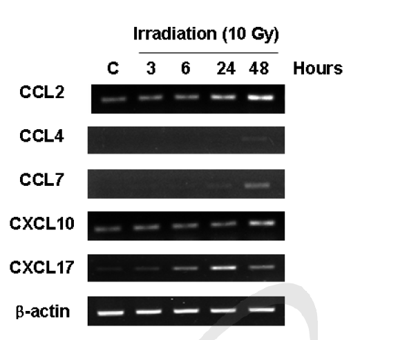 폐 상피세포(MLE12)에 방사선 조사 후 시간별 chemokine 발현양상 분석