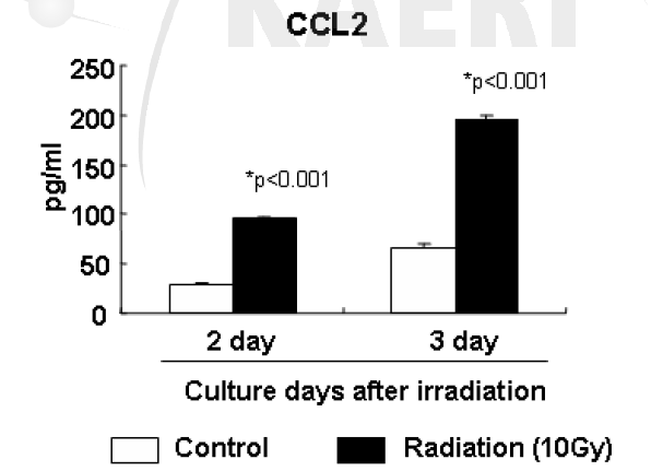 폐 상피세포(MLE12)에 방사선 조사 후 CCL2의 분비 증가 확인