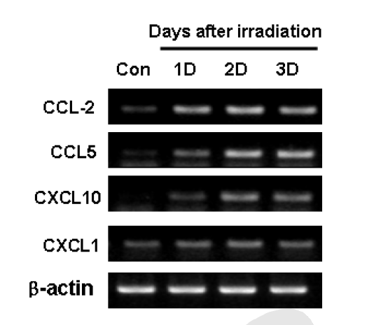 생쥐 섬유아세포(NIH-3T3)에 방사선 조사 후 시간별chemokine 발현 양상 분석
