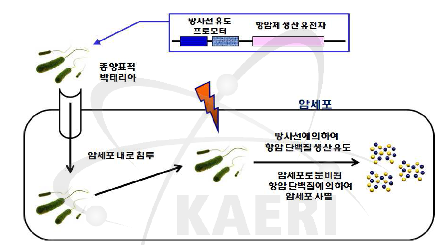 종양표적 박테리아와 방사선 유도 프로모터를 이용한 항암 유전자치료 기술 모식도