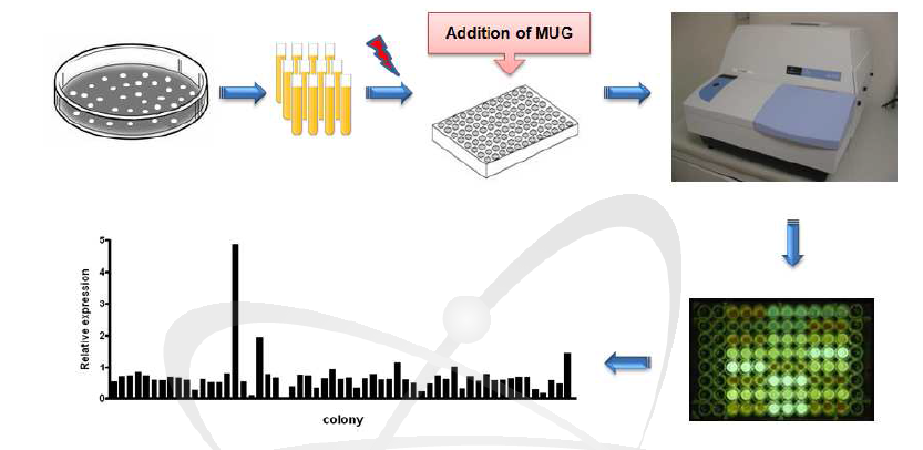 MUG를 이용한 방사선 고반응성 프로모터 대용량 탐색법