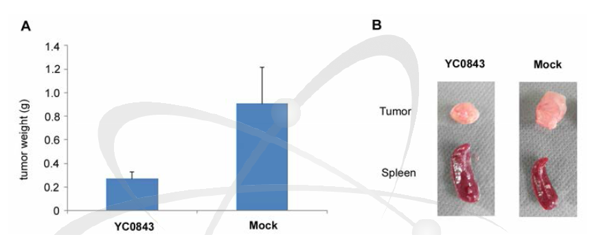 YC0843 균주의 종양 증식억제 효과 종양 무게 비교 (A); 종양 크기 비교 (B)