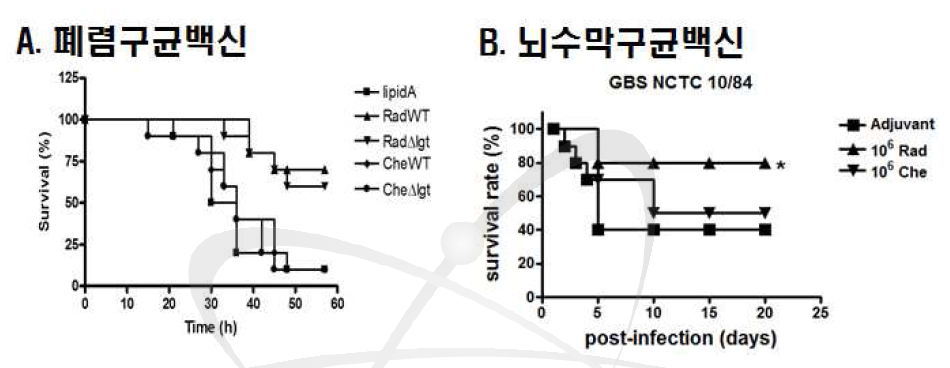 폐렴구균과 뇌수막구균 방사선 백신 주사 후 WT 폐렴구균과 뇌수막 구균에 감염된 마우스 생존 분석