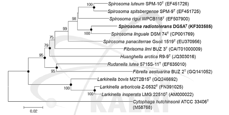 신종 방사선 저항성 Spirosoma radiotolerans의 계통발생 분석