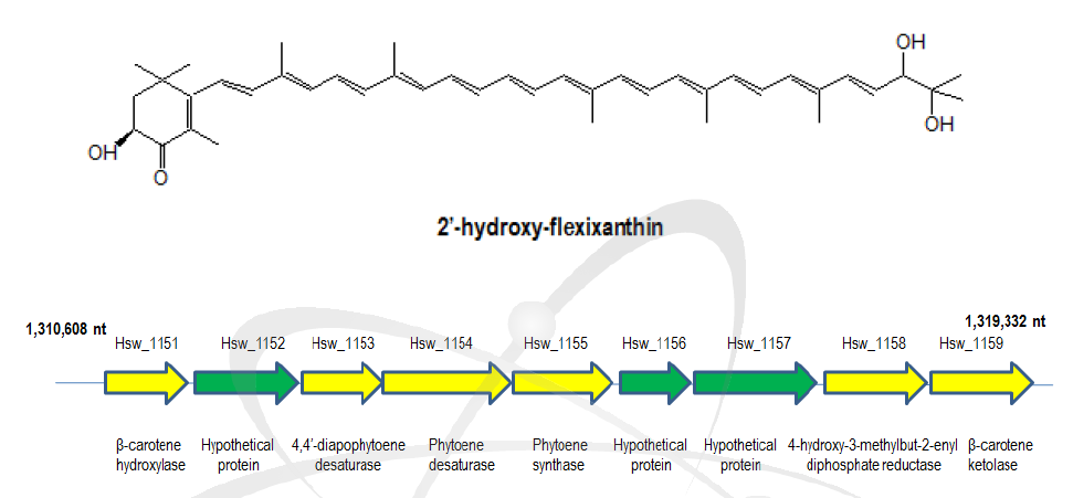 Hymenobacter swuensis가 생산하는 2-hydroxyflexixanthin 구조(위)생합성 유전자 cluster(아래)