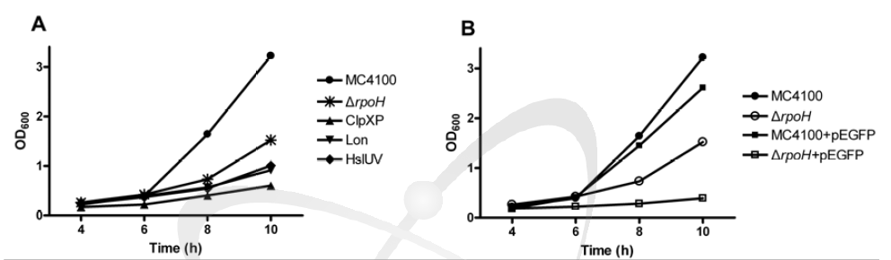 방사선 조사 후 protease 생산이 rpoH 변이 균주의 생장에 미치는 영향