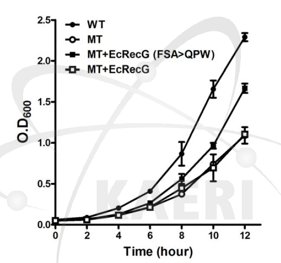 FSA에서 QPW 잔기로 치환된 EcRecG의 생장속도 복원