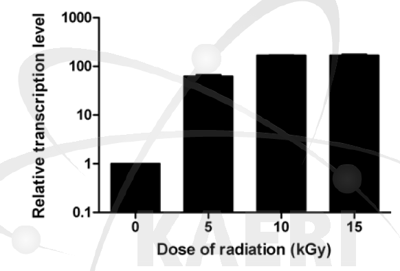 방사선 조사에 의한 dr0053 유전자의 발현 증가