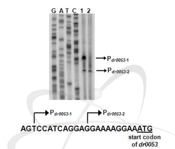 dr0053의 전사 시작점 규명