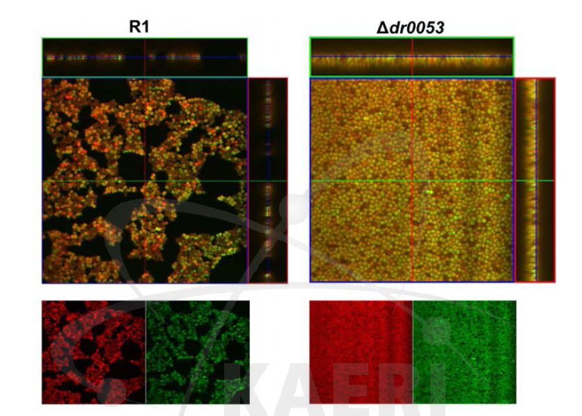 dr0053 변이 균주의 생체막 형성능 분석