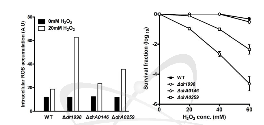 Catalase 변이체의 ROS 제거능과 H2O2에 대한 저항성 분석