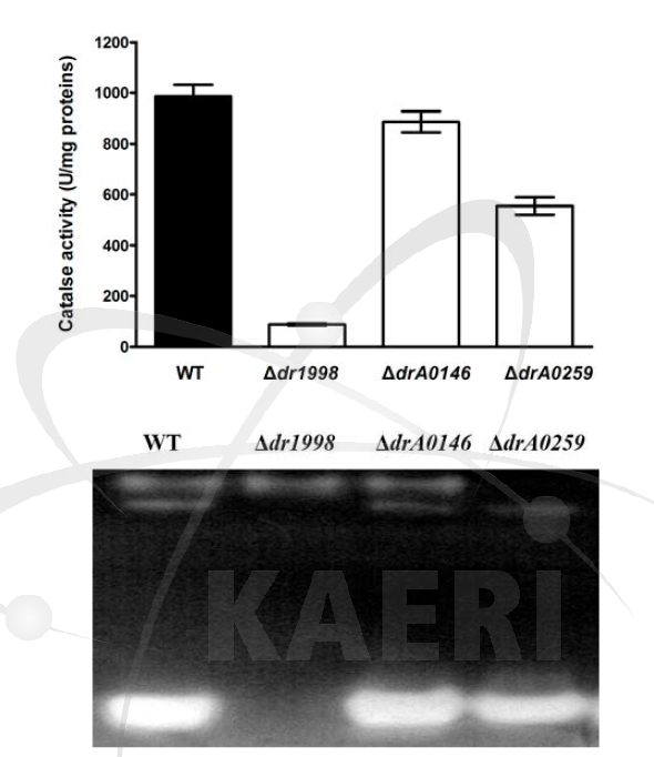 Catalase 변이체의 catalase 역가 비교 분석