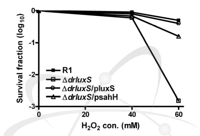 D. radiodurans luxS 변이체의 H2O2 저항성 측정