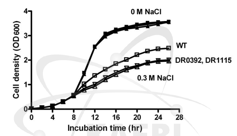 DR0392, DR1115 변이체의 삼투압 저항성 분석