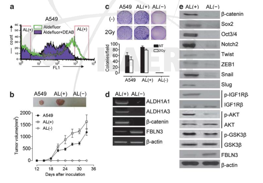 Aldeflour을 이용한 ALDH+/- 세포 분리 및 줄기화 단백질 마커 확인