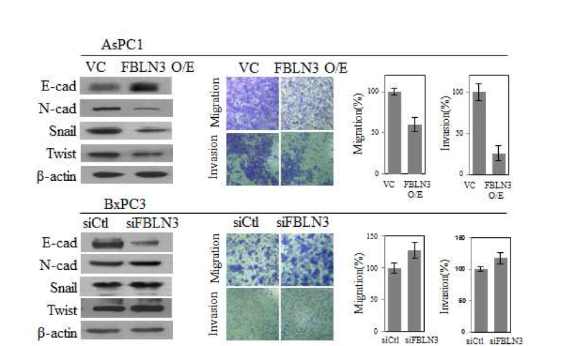Invasion and migration of fibulin-3 overexpression and suppression Aspc-1 and BxPC-3 cells