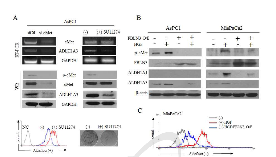 FBLN-3 regulates HGF-induced c-MET activation and ALDH level in pancreatic cancer cell lines.