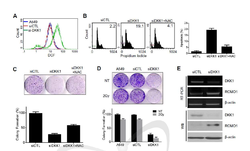 Comparison of cell cytotoxicity using colony-forming assay and flow cytometry analysis in DKK1-suppressed A549 cells.