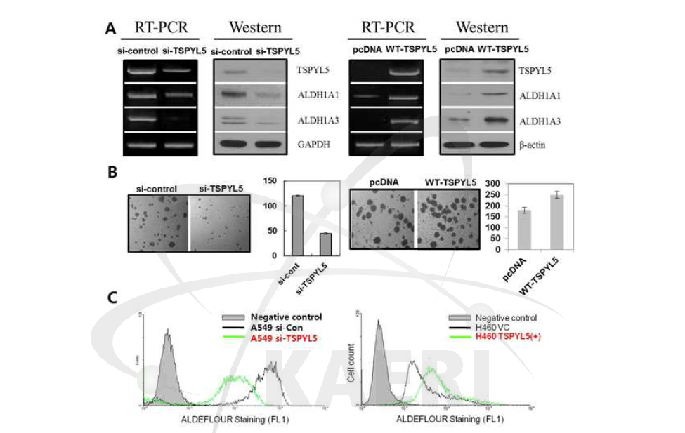 RT-PCR and Western blot analysis of ALDH isozymes and TSPY L5 in TSPYL5-suppressing A549 cells or in TSPYL5-overexpressing H460 cell.