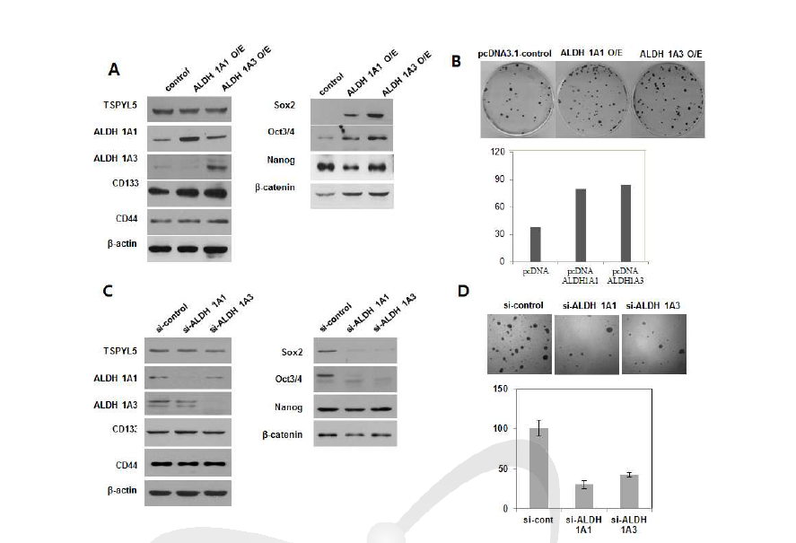 Western blot and colony formation analysis of ALDH isozymes and stemness marker in ALDH1A1, 1A3-suppressing A549 cells or in ALDH1A1, 1A3-overexpressing H460 cell.