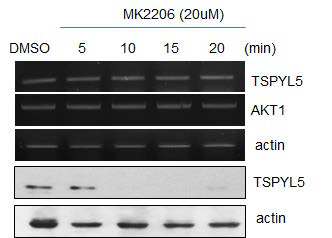 TSPYL5 expression of MK2206 treatment in A549 cell