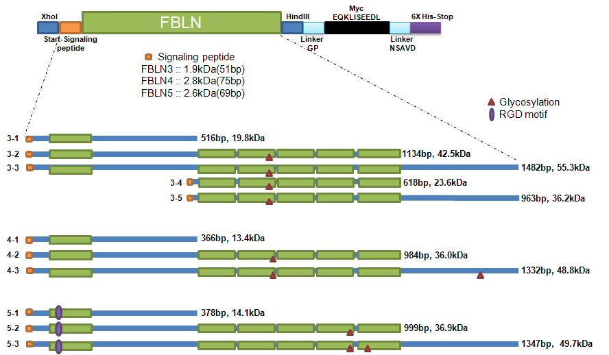 Design of Fibulin-3, 4, 5 deletion mutant