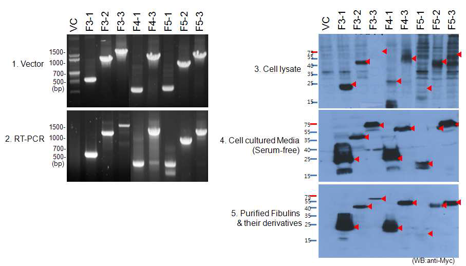 Fibulin-3, 4, 5 유전자의 발현확인(PCR & Western blot)