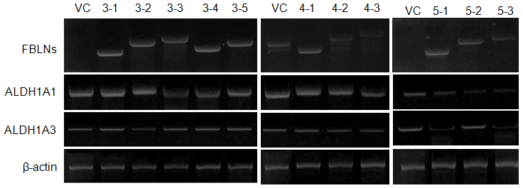 FBLN3-1~5 유전자가 과발현과 Aldefluor staining 확인