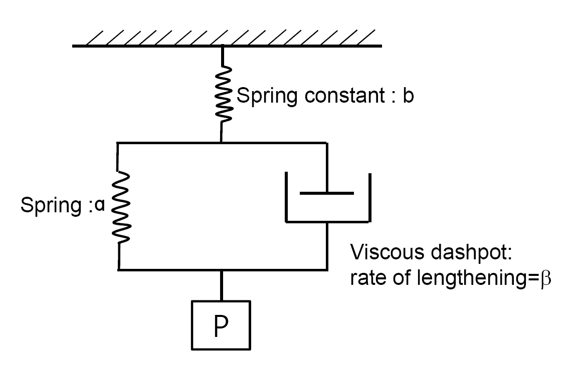 Schematic diagram showing simplified spring-dashpot analogue