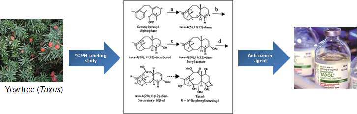 Taxol 생합성 경로 및 의약품으로의 응용