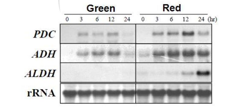 Northern blot 분석