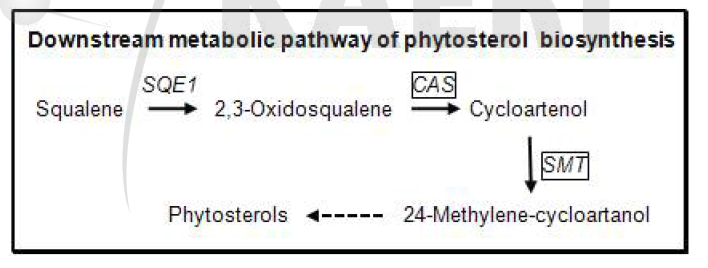 Downstream metabolic pathway of phytosterol biosynthesis.