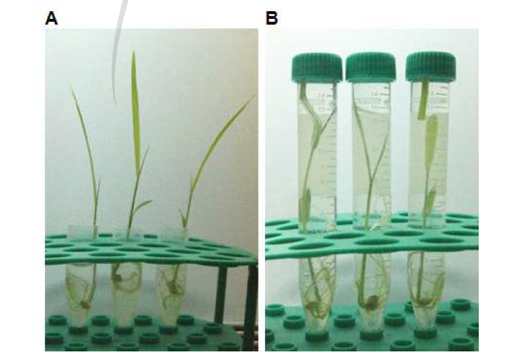 Submergence 처리. (A) 정상 조건. (B) 암상태에서의 submergence 처리.