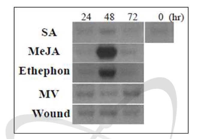 스트레스별 ADH 유전자의 전사체 발현양상 검증 SA, salicylic acid; MeJA, methyl jasmonic acid; MV, methyl viologen