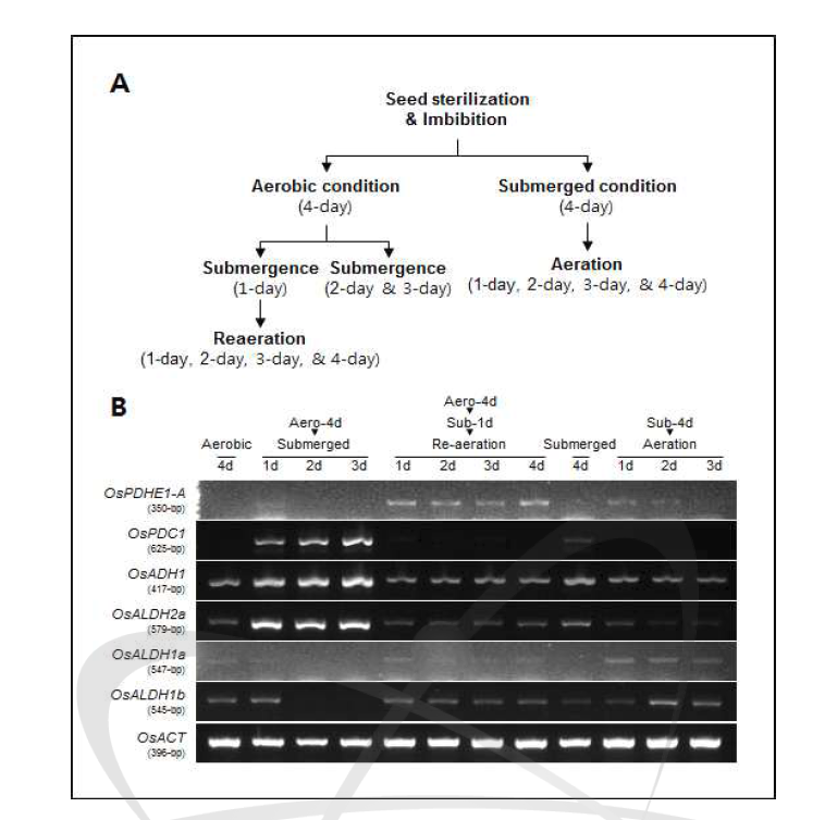 (A) Submergence 처리 조건과 (B) anaerobic-inducible 유전자들의 RT-PCR 결과