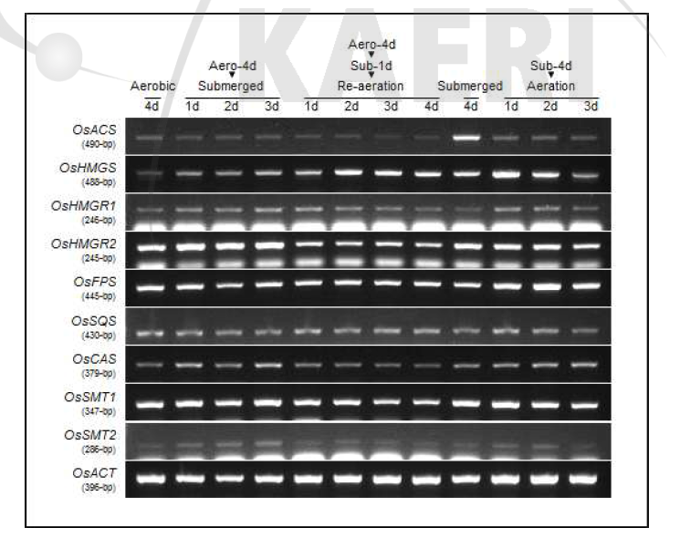 Submergence 처리 조건별 phytosterol 생합성 downstream pathway 관련 유전자들의 RT-PCR 결과