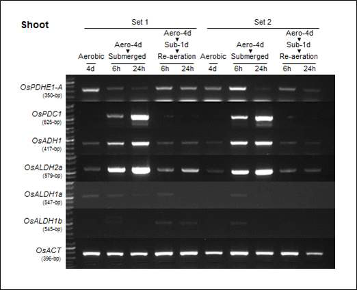 Submergence 처리 후 지상부에서의 anaerobic-inducible 유전자들의 RT-PCR 결과