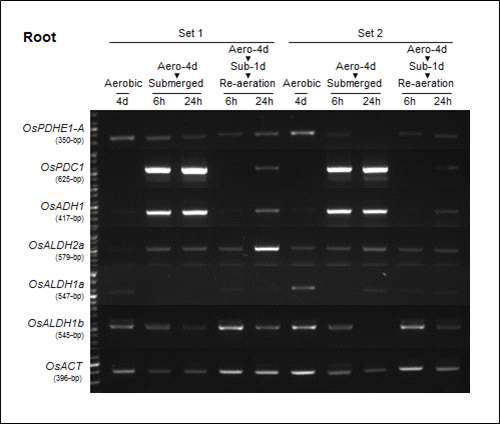 Submergence 처리 후 지하부에서의 anaerobic-inducible 유전자들의 RT-PCR 결과