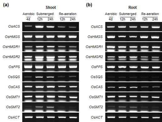 Submergence 처리 후의 벼 식물체의 잎 부위(a)와 뿌리 부위(b)에서의 식물스테롤 생합성 관 련 유전자들의 발현양상 분석.