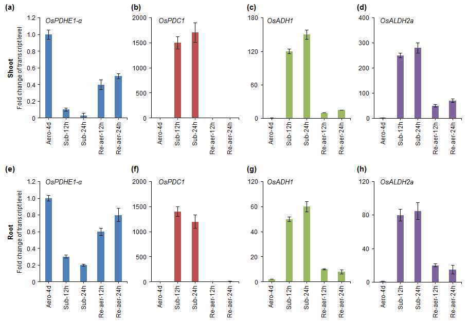 Submergence 처리 후의 벼 식물체의 잎 부위(a-d)와 뿌리 부위(e-h)에서의 anaerobic-inducible 유전자들의 발현양상 분석. (a, e) OsPDHE1-α. (b, f) OsPDC1. (c, g) OsADH1. (d, h) OsALDH2a.