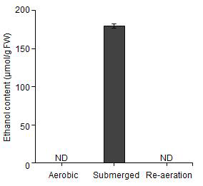 Submergence 처리시 식물체내 ethanol 함량 분석. ND, not detectable.